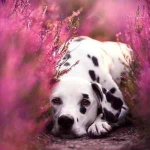 Meet your Posher, Jean